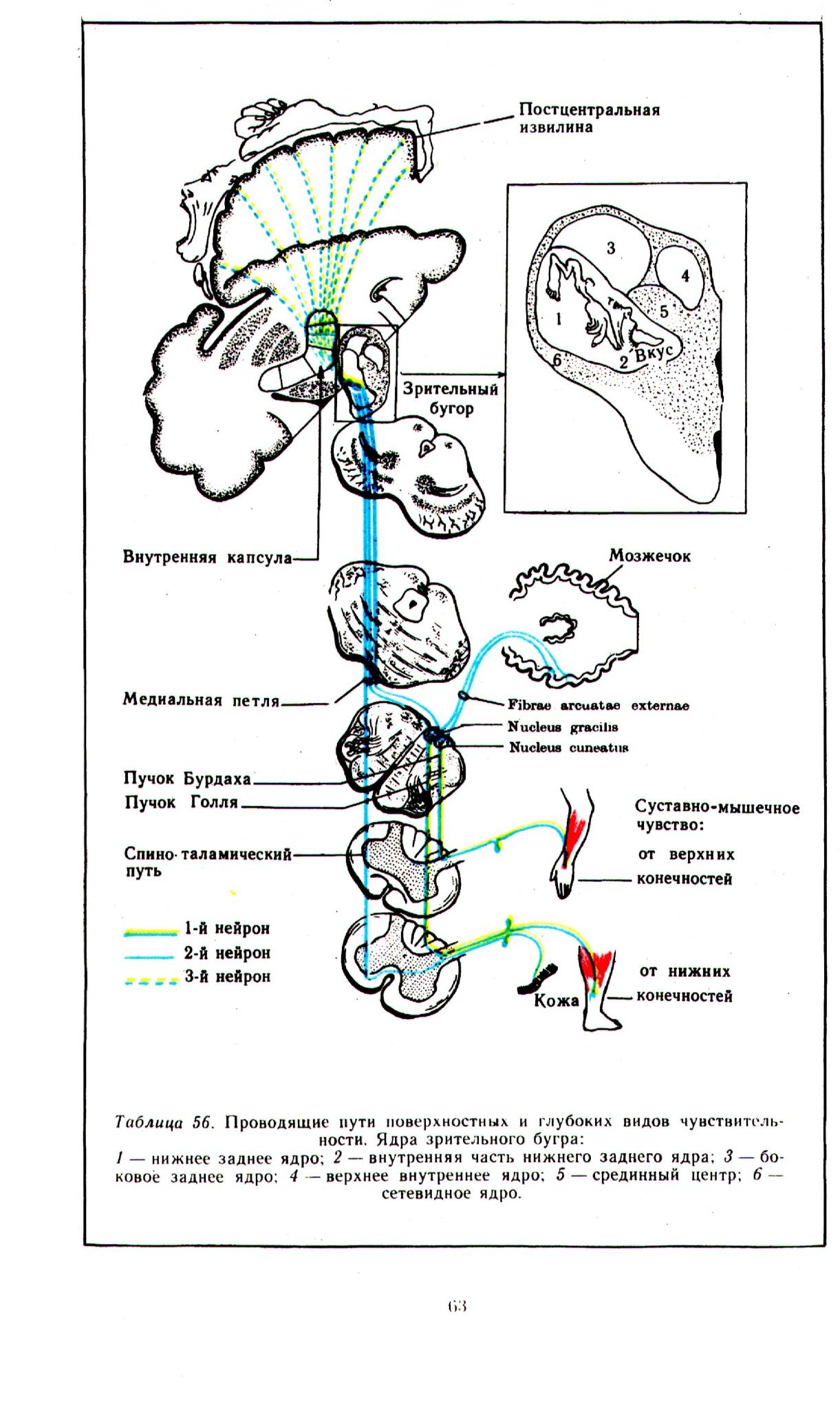 Поверхностная чувствительность. Проводники поверхностной чувствительности неврология. Пути поверхностной и глубокой чувствительности схема. Поверхностная чувствительность неврология схема. Проводящий путь глубокой чувствительности схема.
