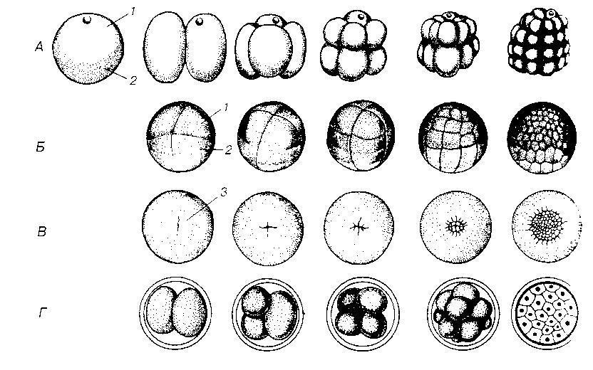 Этапы эмбрионального деления
