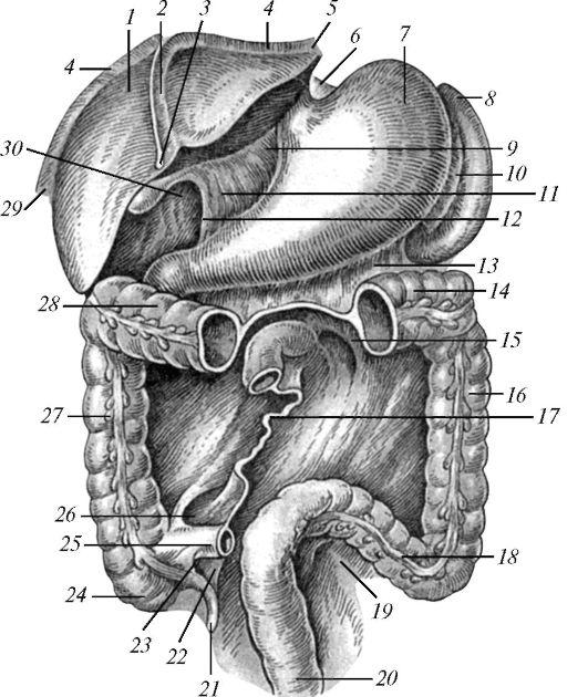 Брюшная полость анатомия Неттер