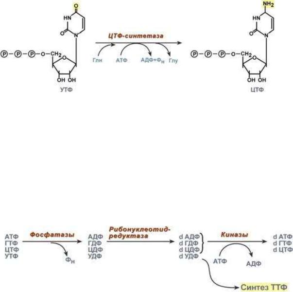 Общая схема синтеза и распада пиримидиновых нуклеотидов