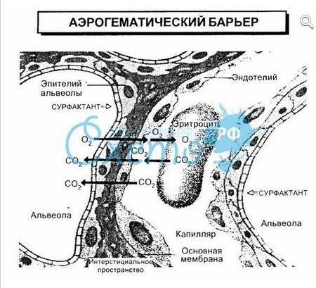 Аэрогематический барьер схема