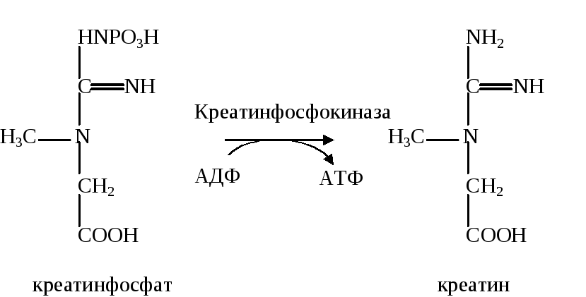 Креатин функции. Реакции субстратного фосфорилирования креатинфосфата. Креатинфосфатная реакция биохимия. Креатинкиназа катализирует реакцию. Креатинкиназа реакция биохимия.