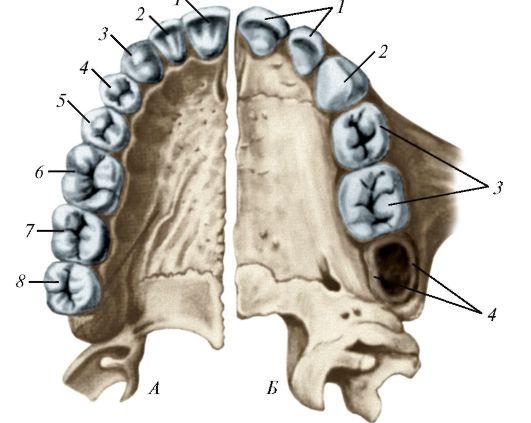 Четыре верхних. Шестой зуб снизу анатомия. Строение зуба 6 верхний. 5 Зуб верхней челюсти.