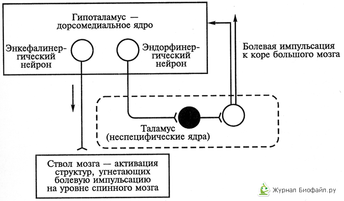 Роль структур головного мозга в формировании боли