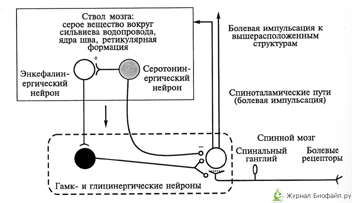 Роль структур головного мозга в формировании боли thumbnail