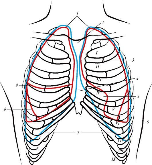 Передне нижний край. Проекция границ лёгких и плевры на грудную клетку. Скелетотопия плевры. Проекция париетальной плевры. Границы легкого Скелетопия.