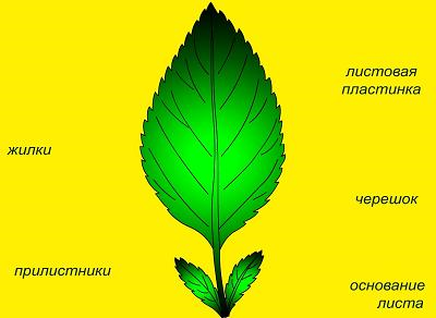 Внешнее строение листа
