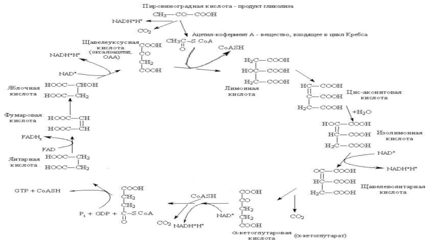 В цикле кребса образуется атф. Аэробный распад углеводов. Цикл Кребса. Цикл Кальвина и цикл Кребса. Регуляция цикла Кребса биохимия. Цикл лимонной кислоты цикл Кребса.