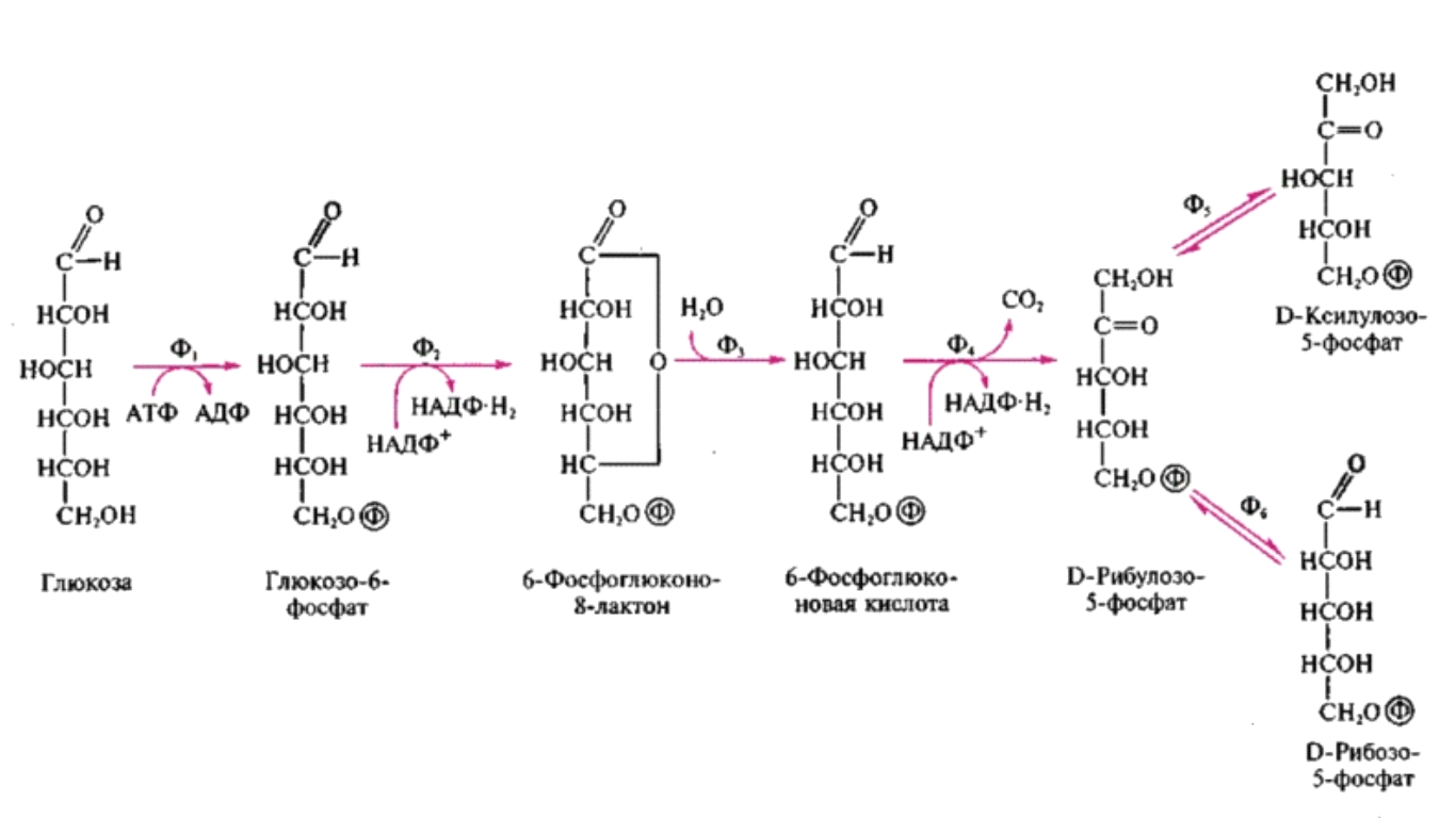 Окисление фруктозы последовательность. Схема пентозофосфатного пути превращения Глюкозы. Пентозофосфатный путь биохимия окислительный этап. Пентозофосфатный путь распада Глюкозы биохимия. Пентозофосфатный путь неокислительный этап биохимия.