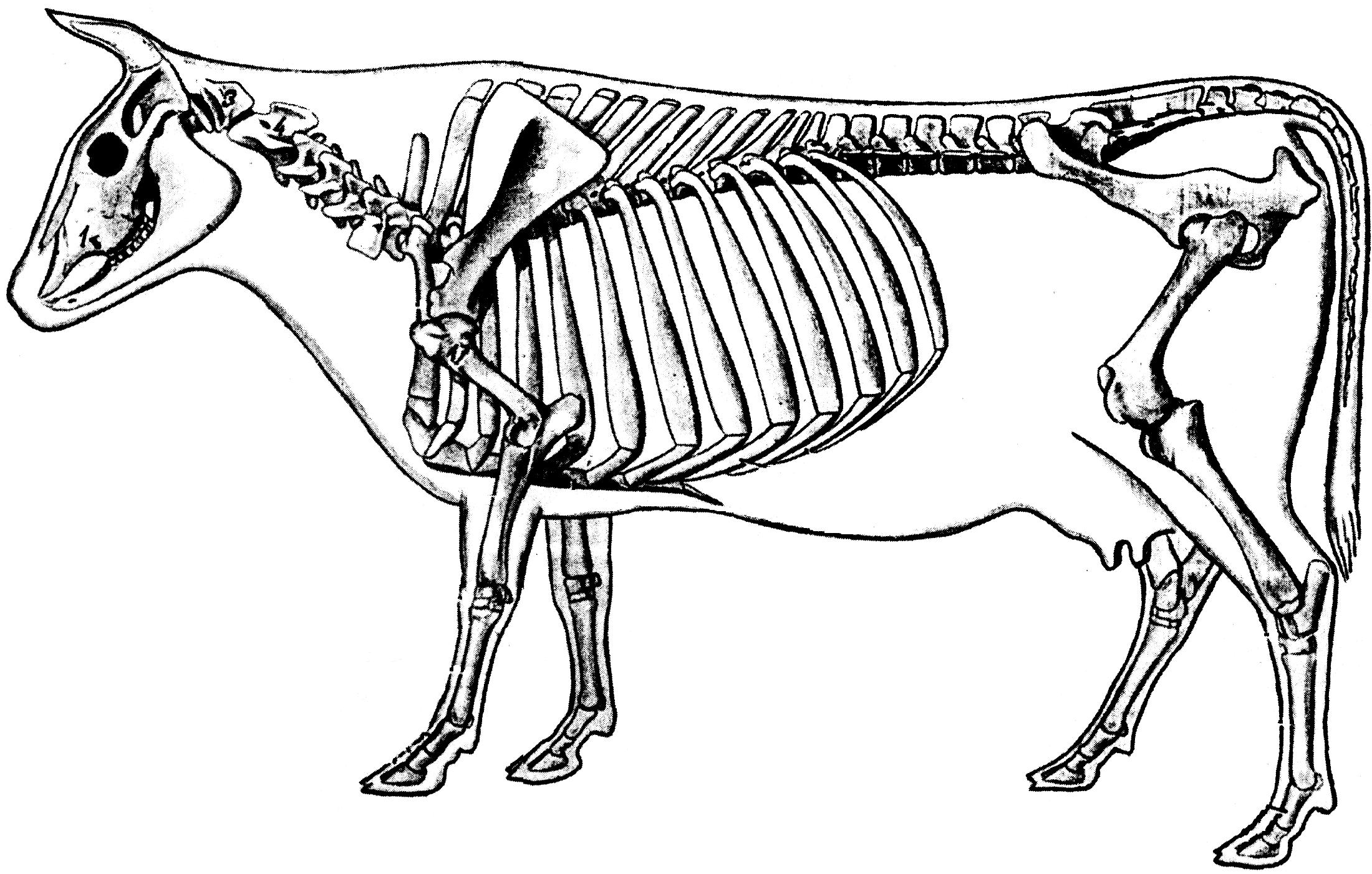 Опорно-двигательная система коровы
