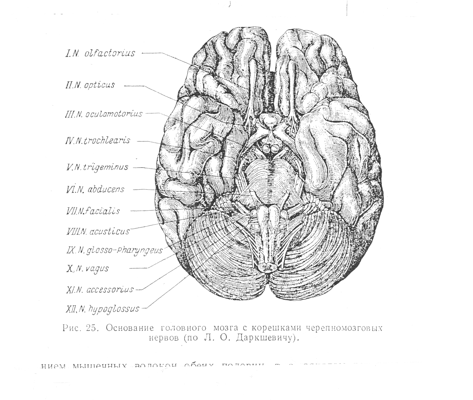 Нервная система латынь. Атлас Синельникова головной мозг. Головной мозг анатомия Синельников. Анатомия головного мозга человека атлас Синельникова. Атлас головного мозга основание.
