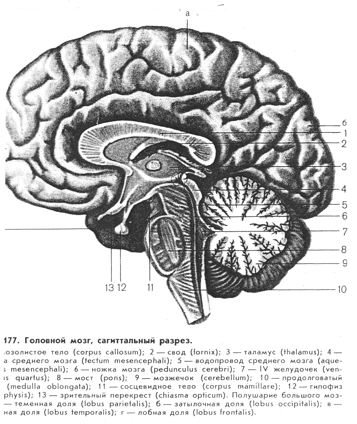 Латинское название мозга. Головной мозг Сагиттальный разрез атлас. Сагиттальный разрез головного мозга средний мозг. Промежуточный мозг Сагиттальный разрез головного мозга. Строение головного мозга Сагиттальный разрез.