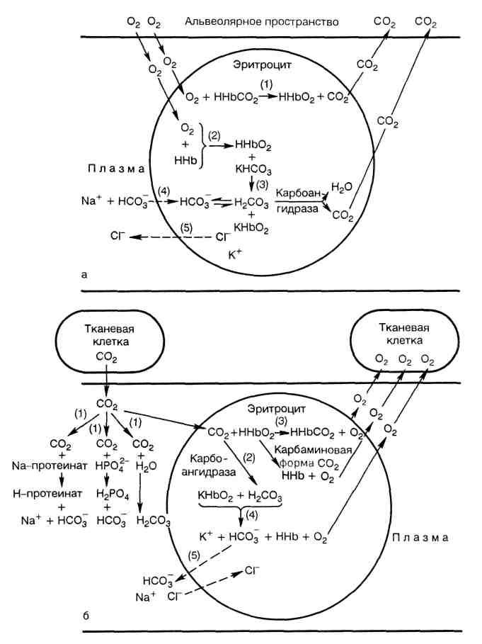 Перенос углекислый. Дыхательная функция крови биохимия. Перенос кислорода кровью биохимия. Схематрагспорта кислорода биохимия. Дыхательная функция крови механизм переноса.