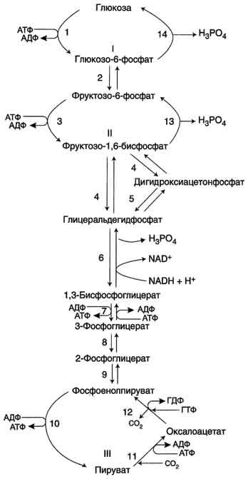 Взаимосвязь гликолиза и глюконеогенеза цикл кори