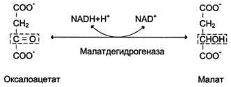 Взаимосвязь гликолиза и глюконеогенеза цикл кори thumbnail