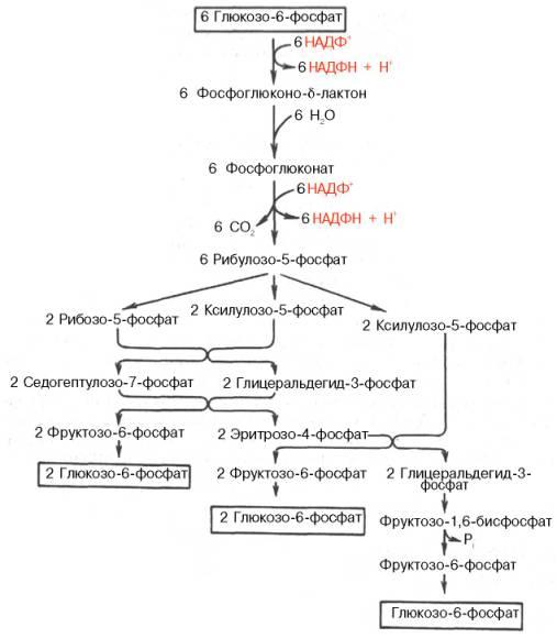 Взаимосвязь гликолиза и глюконеогенеза цикл кори