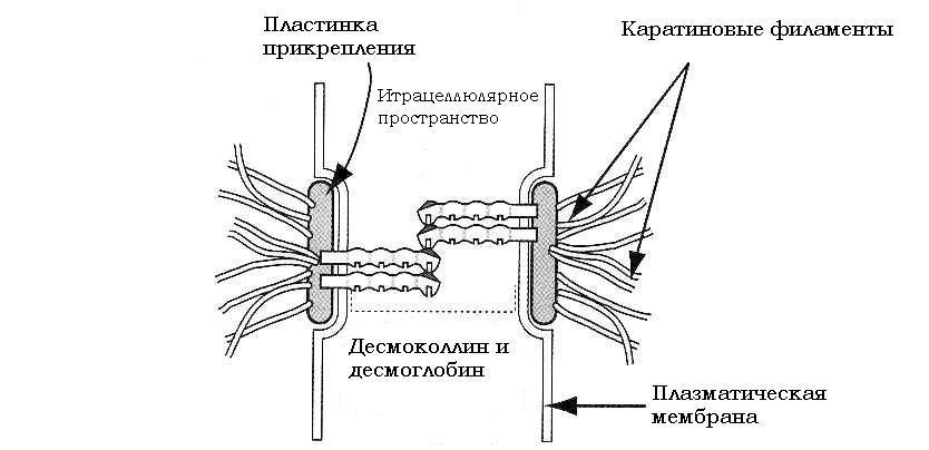 Пластинка прикрепления Пластинка прикрепления