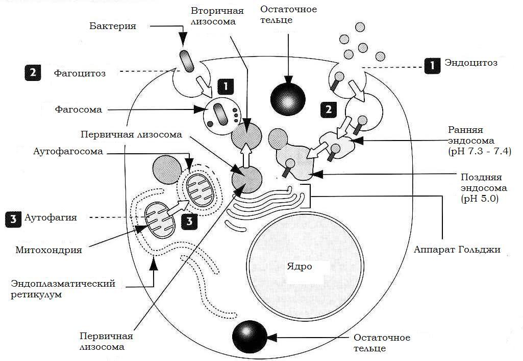 Слияние лизосомы с фагоцитозным пузырьком