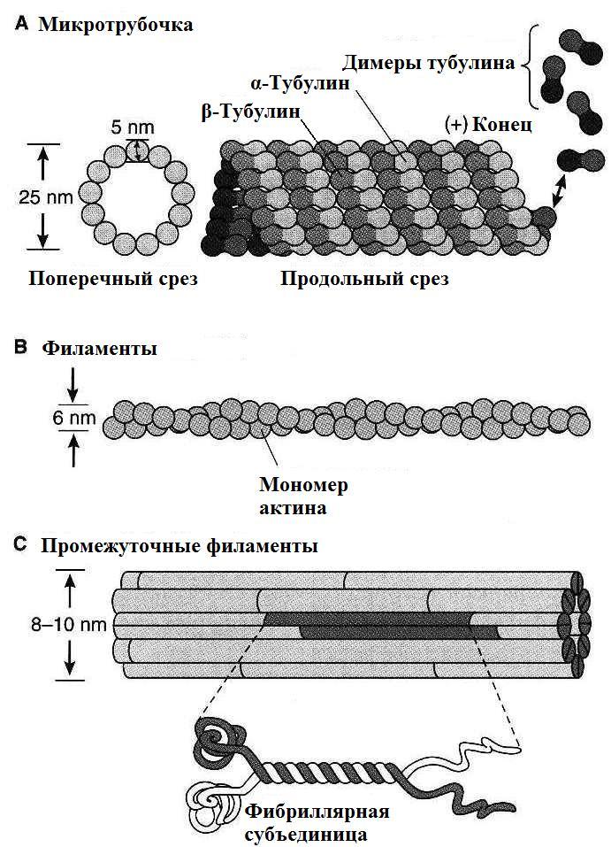 Синтез белков тубулинов