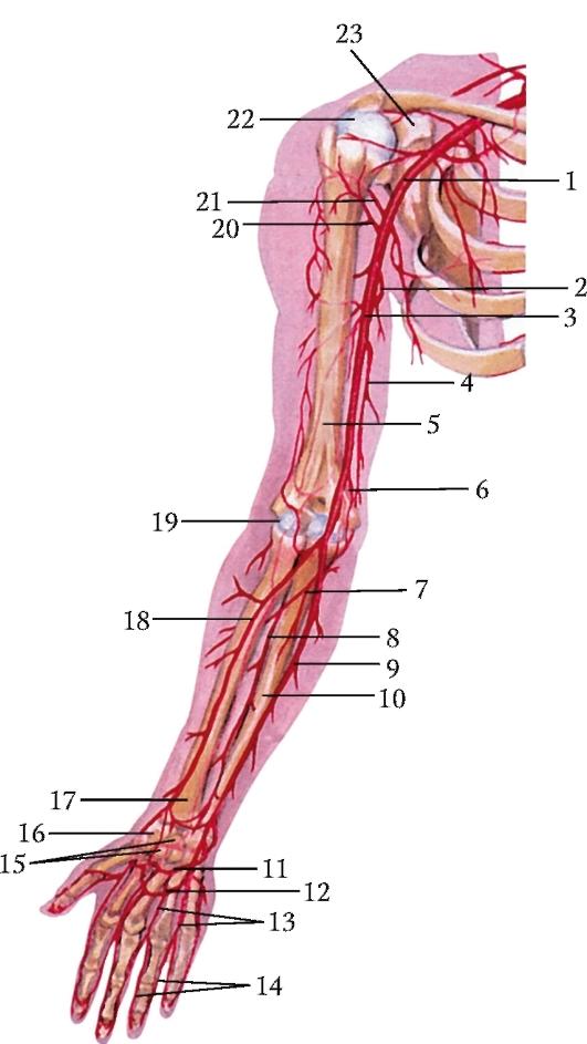 Кровообращение верхней конечности. Плечевая артерия топография. Плечевая артерия (a. brachialis). Подключичная подмышечная плечевая артерии. Ветви подмышечной артерии схема.