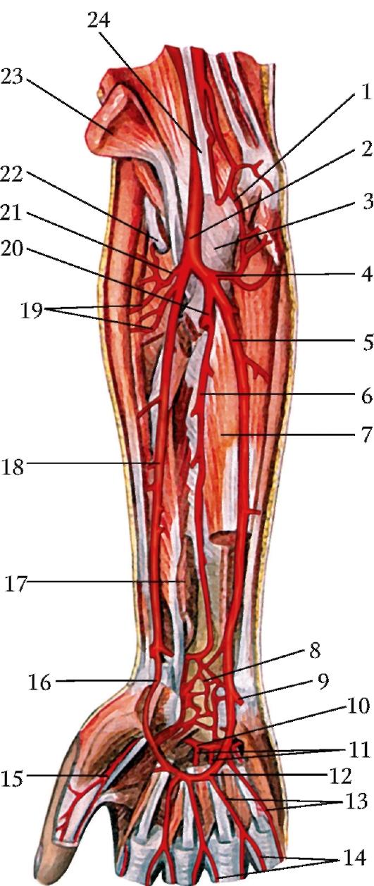 Правая лучевая артерия. Лучевая коллатеральная артерия. Коллатеральные локтевые артерии. Нижняя локтевая коллатеральная артерия. Локтевая артерия анатомия.
