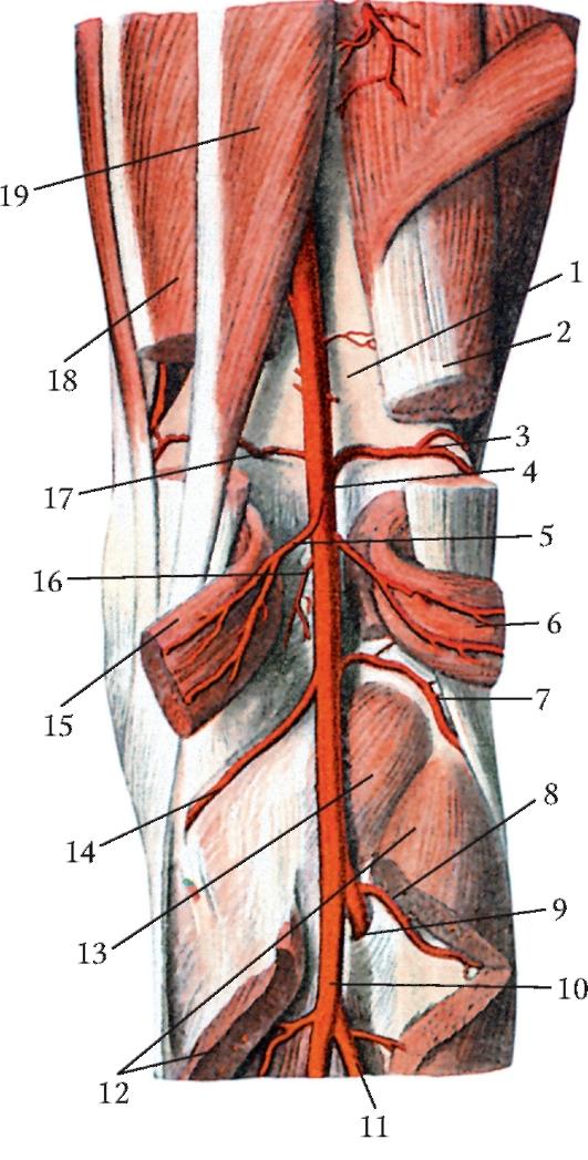 Сосуд в колене. Артерия подколенной ямки анатомия. Сосуды подколенной ямки анатомия. 3. Подколенная артерия. Ветви подколенной артерии.