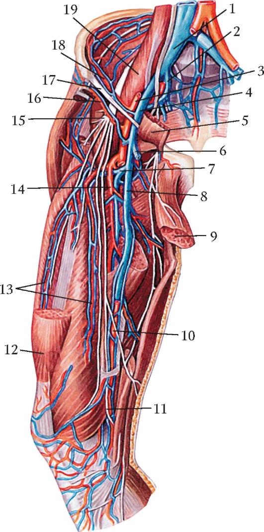 Где находится артерия и вены. Подвздошная Вена анатомия. Бедренная Вена анатомия. Бедренная артерия и Вена анатомия. Подвздошная артерия и Вена анатомия.