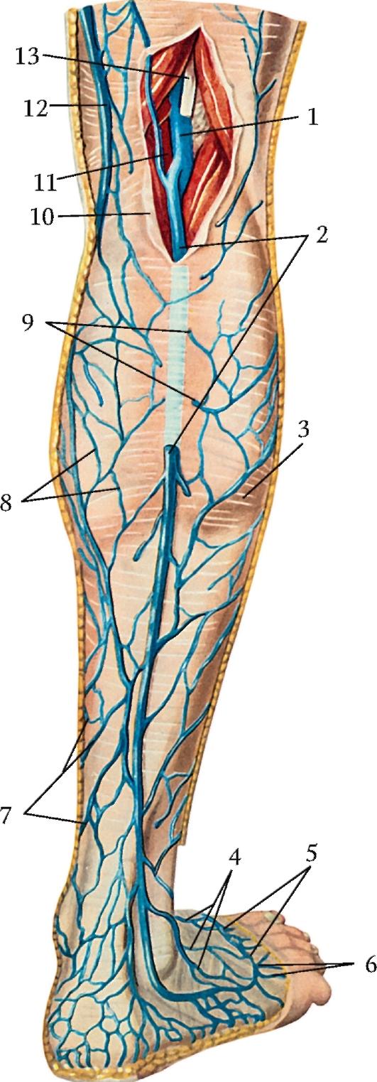 Основные артерии стопы. Бедренно подколенная Вена. Подколенная Вена анатомия ветви. Подкожная Вена нижней конечности анатомия. Большая подкожная Вена ноги (Vena saphena Magna).
