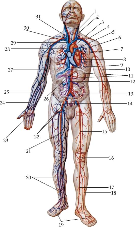 Артериальная система анатомия схема артерий