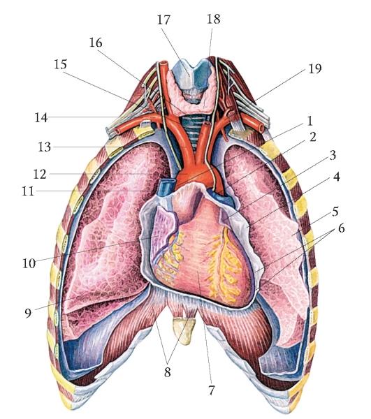 Органы грудной полости. Перикард топографическая анатомия. Топография грудной полости.