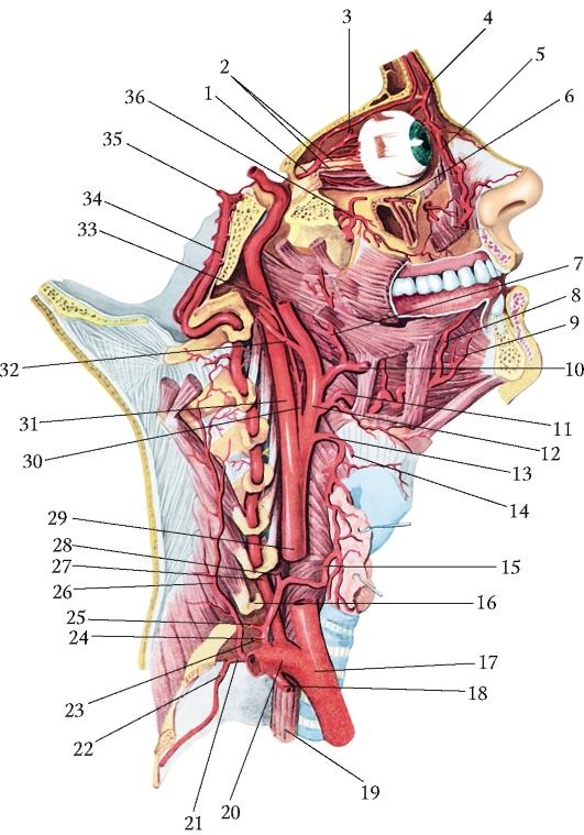 Внутреннее строение шеи. Строение шеи Сонная артерия. Внутренняя Сонная артерия на шее. Строение шеи справа.