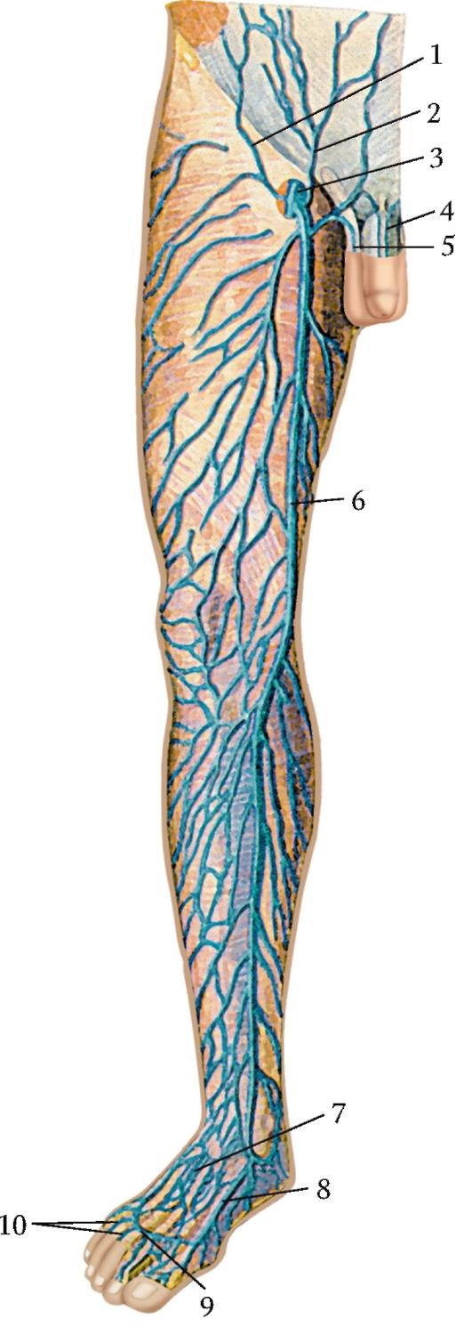 Анатомия вен ноги. Подкожная Вена нижней конечности анатомия. Суральные вены голени анатомия. Большая подкожная Вена и бедренная Вена. Суральная Вена нижних конечностей анатомия.