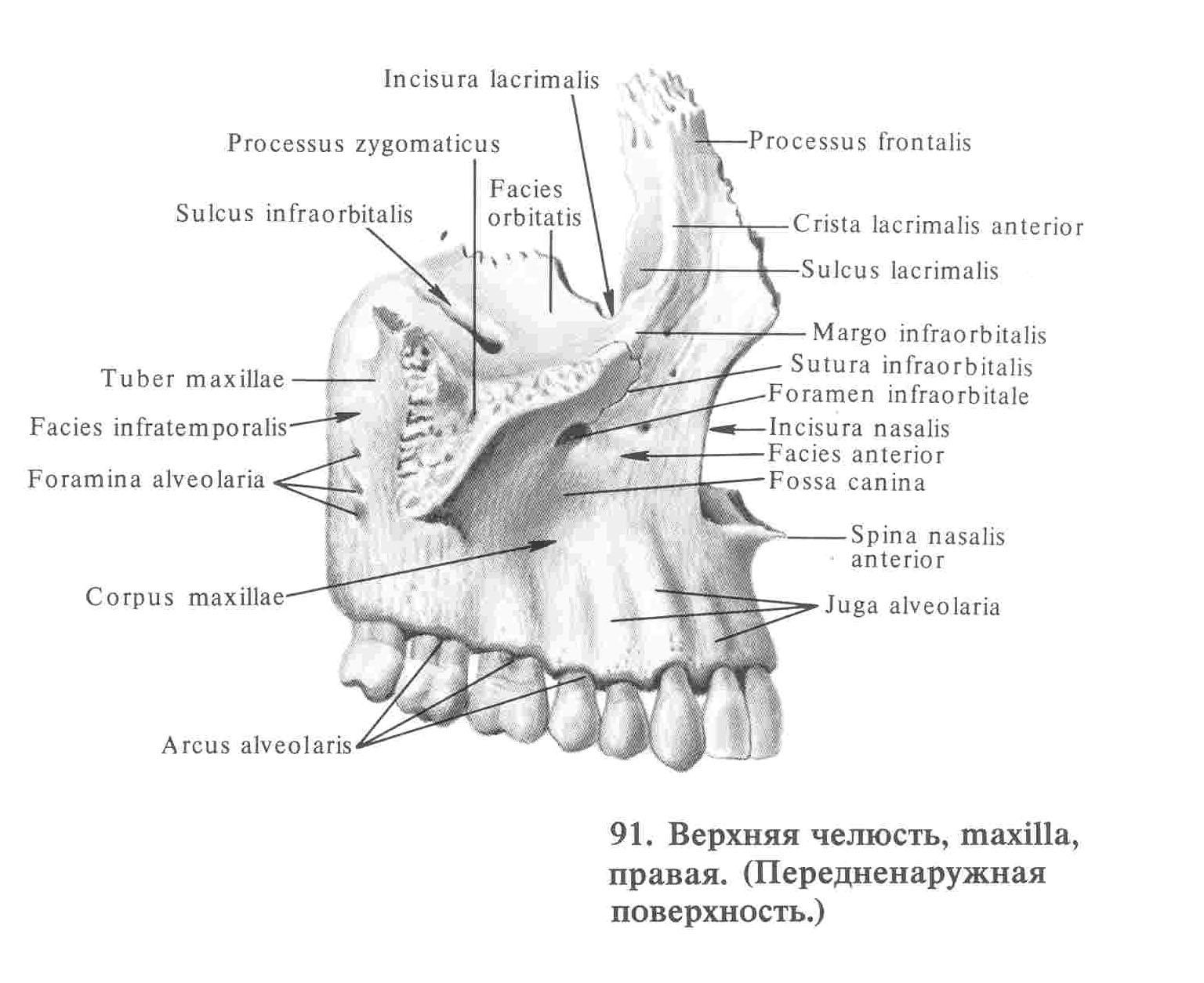 Клыковой ямки. Строение верхней челюсти Синельников. Верхняя челюсть анатомия Синельников. Верхняя челюсть анатомия строение. Верхняя челюсть кость анатомия.