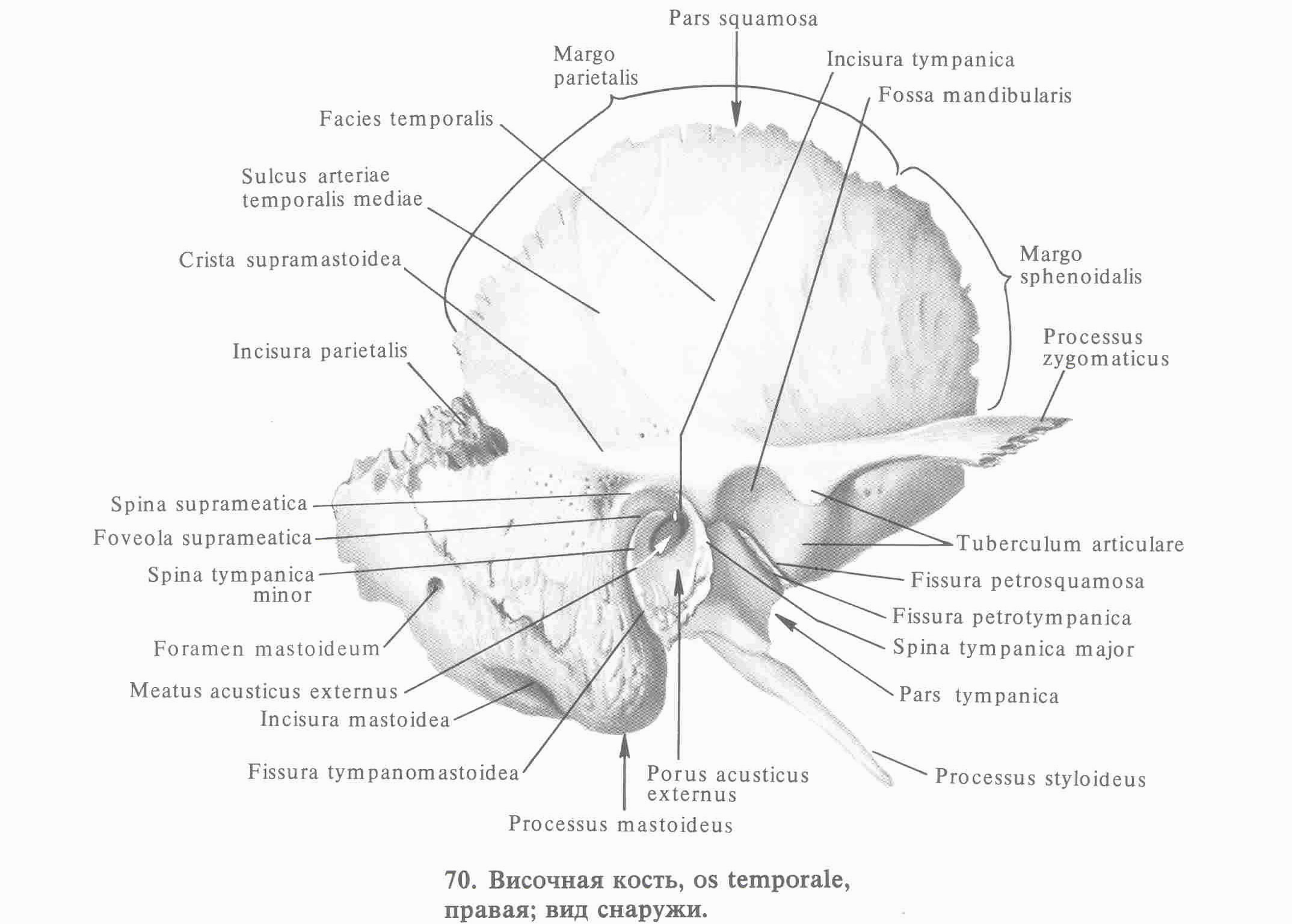Изменения височной кости. Височная кость строение Синельников. Височная кость анатомия каменисто барабанная щель. Височная кость анатомия Синельников. Борозда средней височной артерии височной кости.