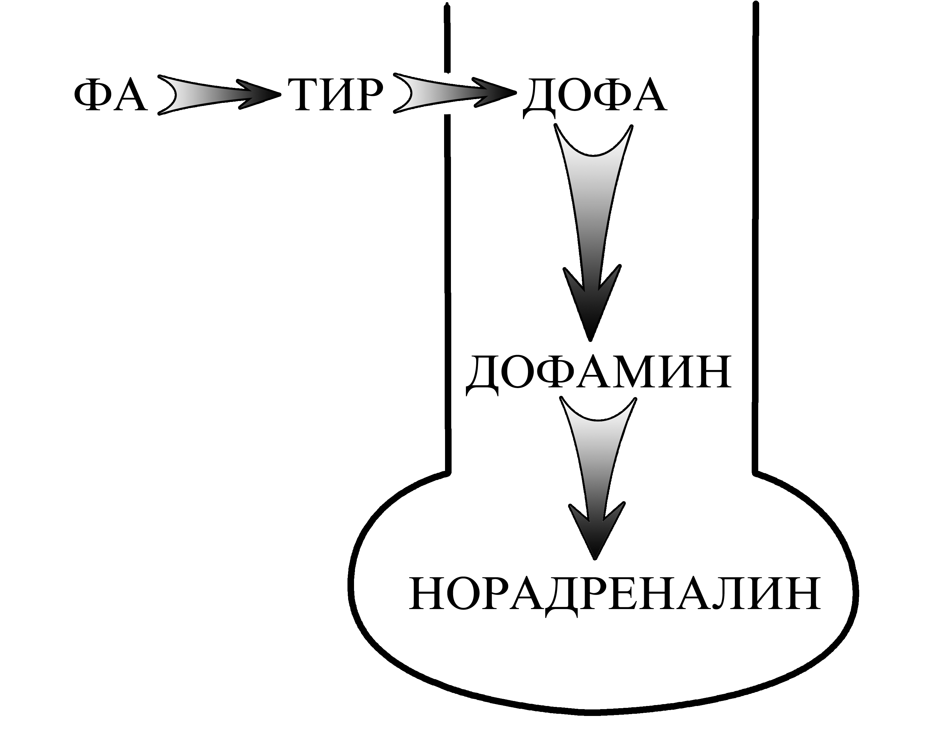 Синтез медиатора. Норадреналин медиатор. Где синтезируется медиатор. Механизмы удаления медиатора из синаптической щели.