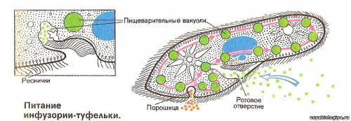 Амеба, эвглена, инфузория, плазмодий и другие простейшие | ЕГЭ Биология 2022 | Вебиум