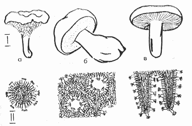 Сыроежка пластинчатый или трубчатый. Строение пластинчатых грибов. Пластинчатый и трубчатый гименофор. Строение пластинчатого гриба. Гименофор сыроежки.