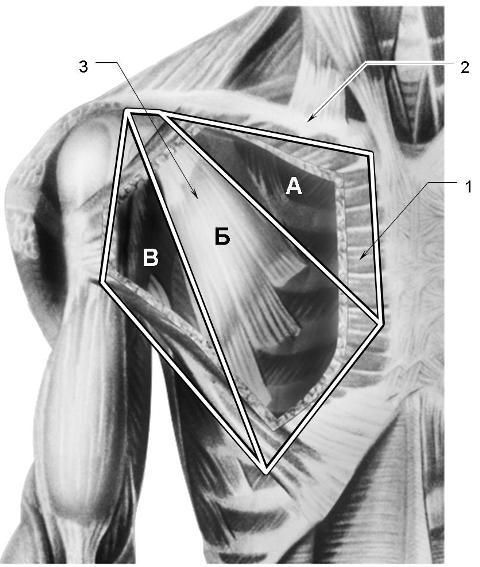 Подмышечная область анатомия. Треугольники передней стенки подмышечной полости. Грудино-ключичный треугольник топография. Грудной треугольник передней стенки подмышечной полости. Подмышечная ямка анатомия топография.
