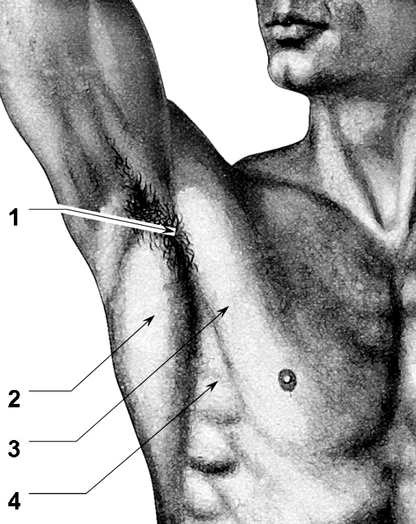 Болит под правой мышкой. Топография подмышечной впадины. Лимфатические узлы подмышечной области анатомия. Подмышечная ямка топографическая анатомия. Подмышечная впадина анатомия лимфоузлы.