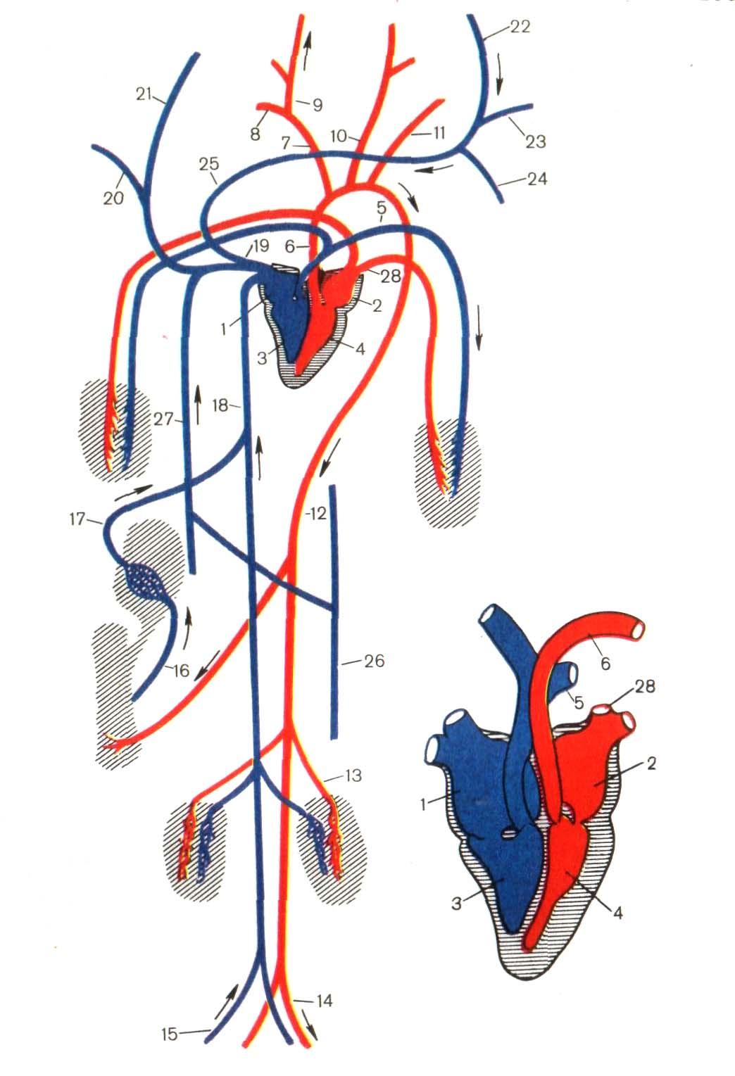 Особенности кровообращения млекопитающих. Схема строения сердца и кровеносной системы млекопитающих. Схема кровеносной системы крысы. Анатомия крысы кровеносная система. Строение кровеносной системы крысы.