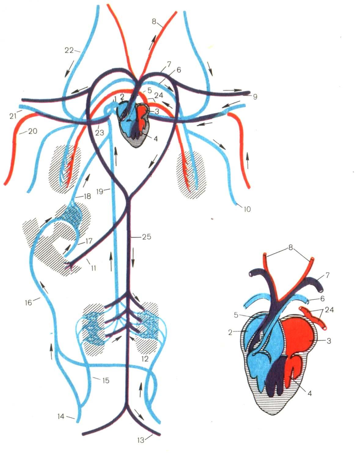 Филогенез кровеносной. Схема кровеносной системы и сердца лягушки. Кровеносная система амфибий схема. Земноводные кровеносная система схема. Кровеносная система земноводных схема.