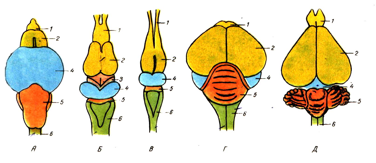 Сравнение нервной системы земноводных и пресмыкающихся. Эволюция головного мозга позвоночных схема. Нервная система позвоночных системы у животных. Нервная система хордовых животных. Эволюция головного мозга хордовых животных.