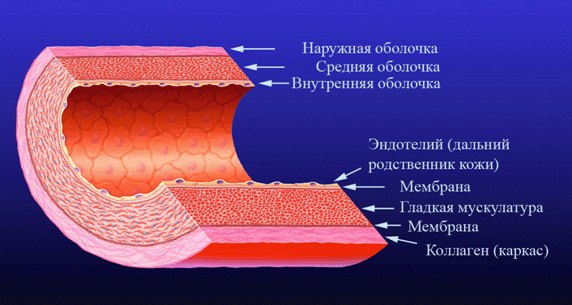Человек внешняя оболочка. Функции эндотелия кровеносных сосудов. Эндотелиальные клетки кровеносных сосудов. Структура сосуда эндотелий. Эндотелий строение.