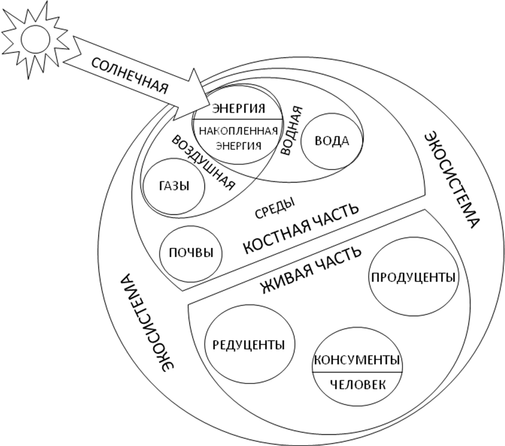Из каких компонентов состоит экосистема. Схема взаимодействия компонентов биогеоценоза. Структура экосистемы схема. Схема взаимодействия компонентов экосистемы. Структурные компоненты экосистемы схема.