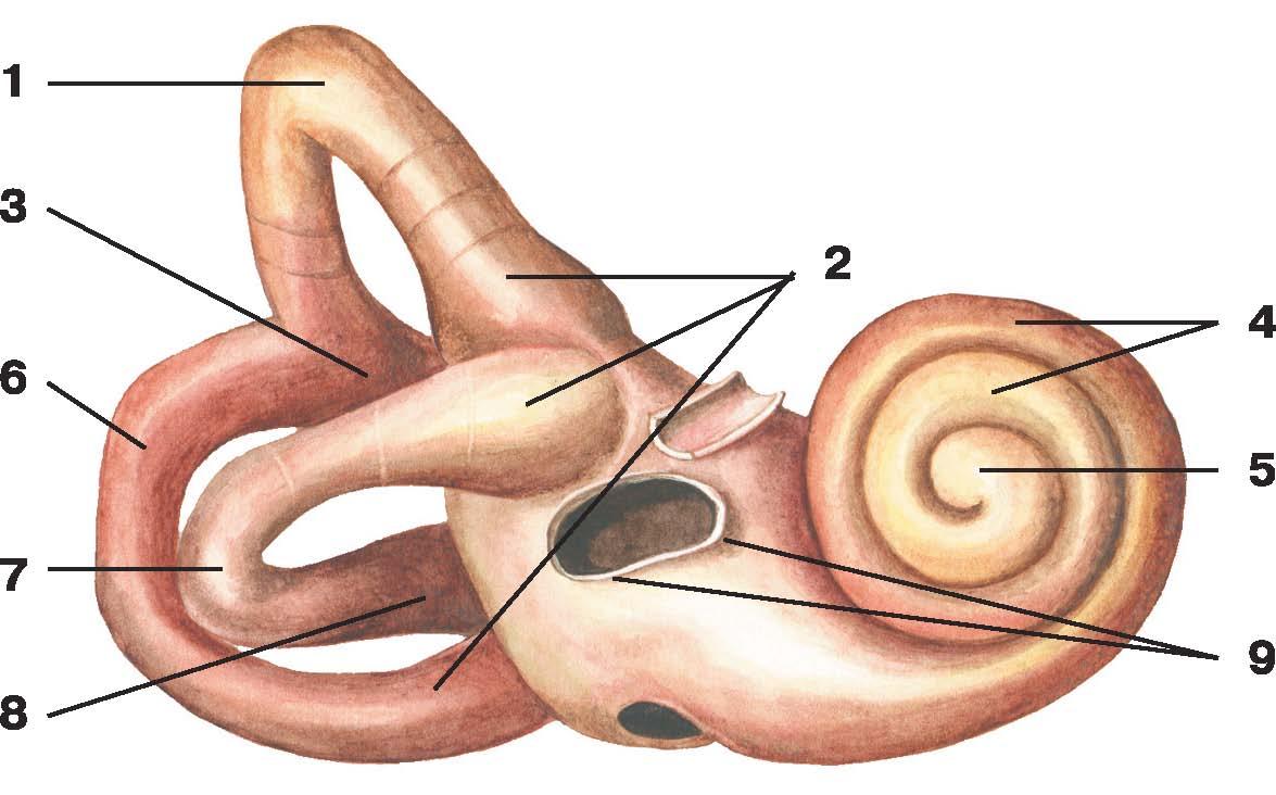 Канал улитки внутреннего уха. Костный Лабиринт внутреннего уха анатомия. Костный Лабиринт внутреннего уха (улитка). Внутреннее ухо анатомия костный Лабиринт. Костный Лабиринт полукружные каналы ножки.