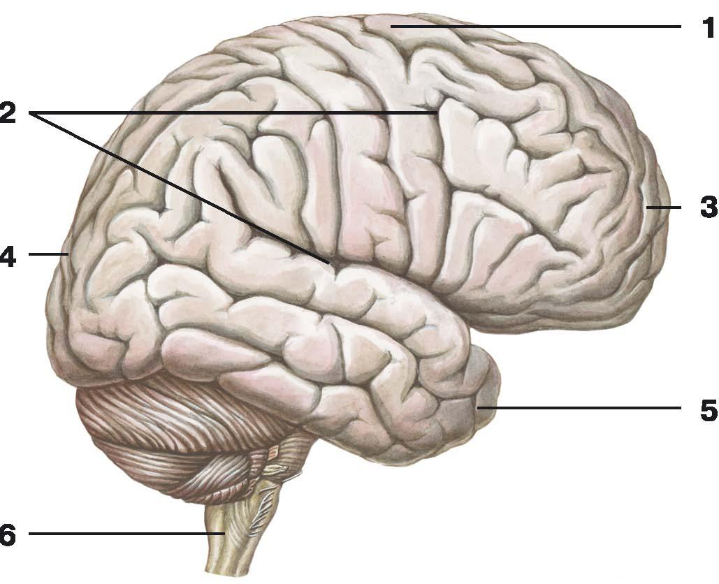 Складчатая поверхность головного мозга. Анатомия теменной доли головного мозга. Доли большого полушария головного мозга. Доли головного мозга вид сбоку. Отделы доли извилины борозды головного мозга.