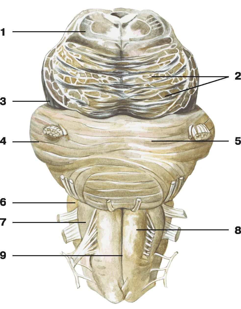 Ноги мозг голова. Мозжечок атлас. Оливы мозжечка анатомия. Продолговатый мозг анатомия. Олива мозг анатомия.