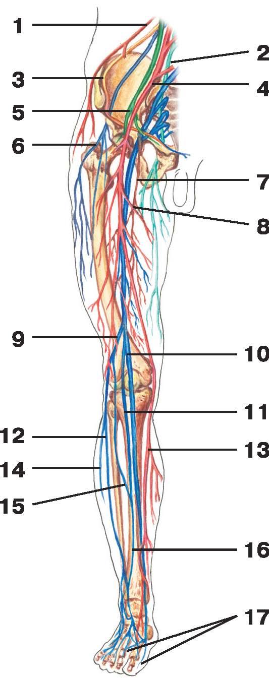Нервы ноги. Нервы нижней конечности человека анатомия. Анатомия нервной системы нижних конечностей. Латеральный кожный нерв бедра анатомия. Нервная система нижних конечностей человека анатомия.