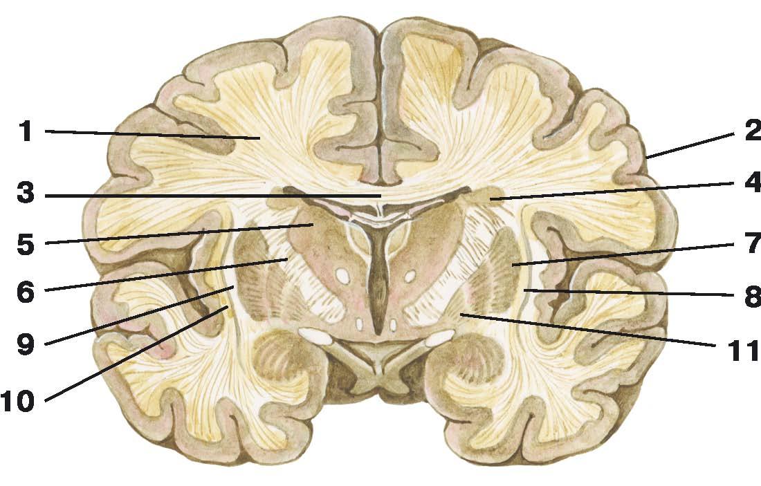 Воспаление серого вещества мозга латынь. Поперечный срез головного мозга анатомия. Белое вещество головного мозга анатомия. Таламус горизонтальный разрез.