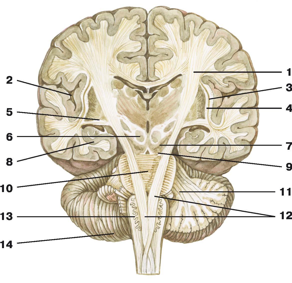 Ноги мозг голова. Поперечный срез головного мозга анатомия. Горизонтальный срез головного мозга анатомия. Строение головного мозга фронтальный срез. Строение головного мозга поперечный срез.